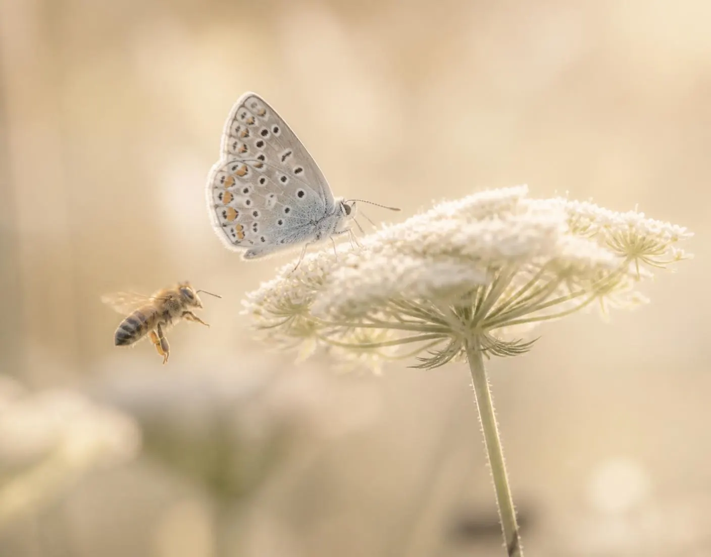 Papillon et abeille butinant une fleur sauvage, lumière dorée